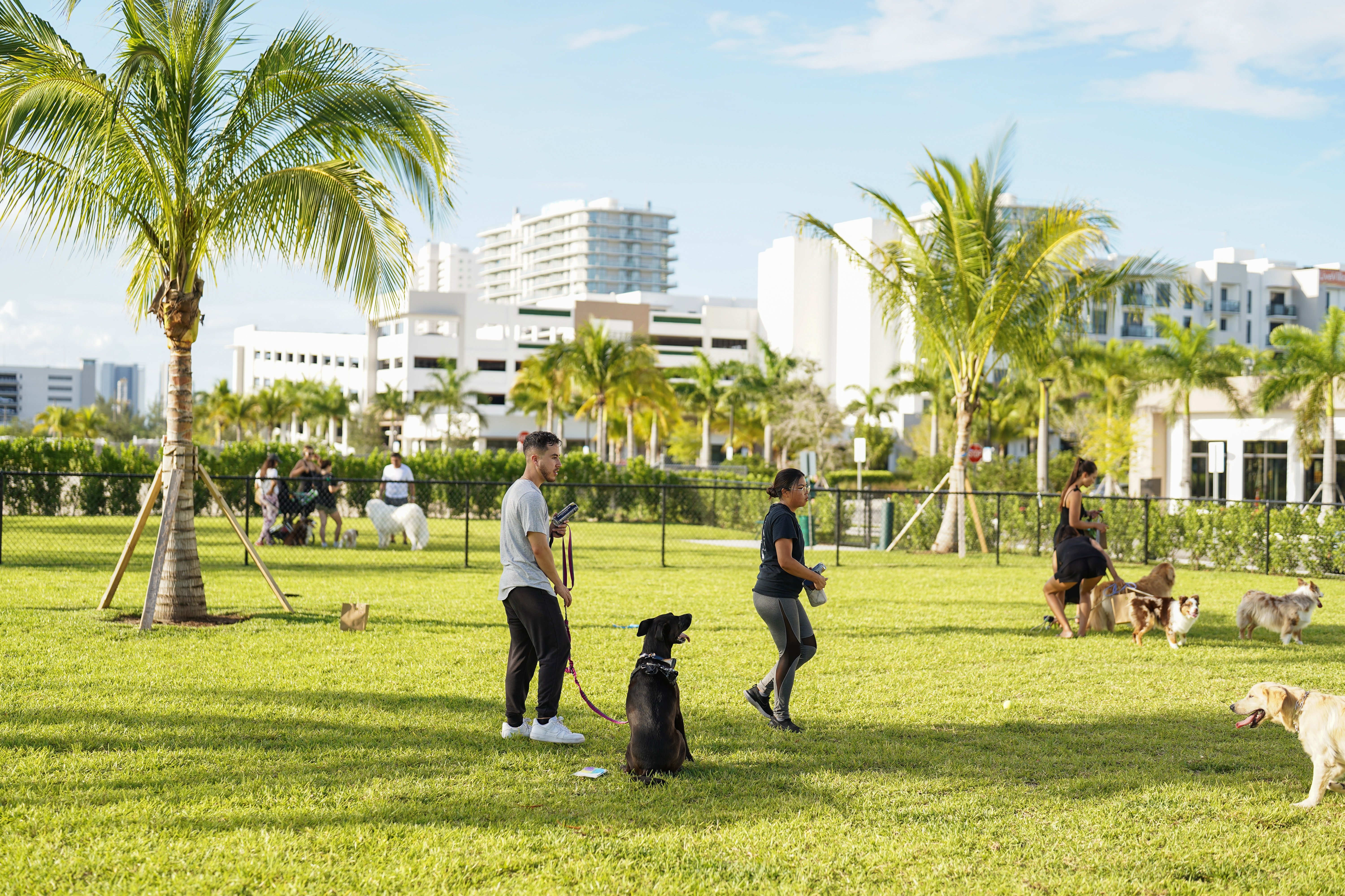 A man and woman are walking their dogs in a park.